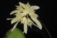 Bulbophyllum purpurascens