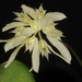 Bulbophyllum purpurascens - Photo (c) venus5026, some rights reserved (CC BY-NC), uploaded by venus5026