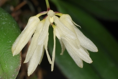 Bulbophyllum purpurascens