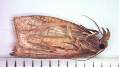 Sparganothis xanthoides