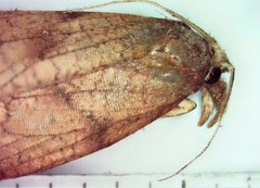 Sparganothis xanthoides