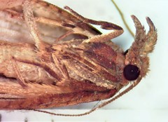 Sparganothis xanthoides