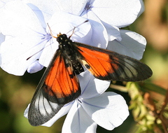 Acraea igola