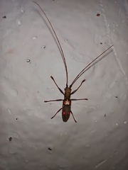 Olenecamptus bilobus