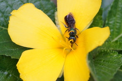 Ceratina eximia