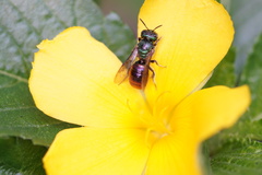 Ceratina eximia