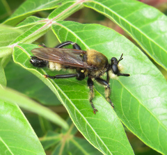Laphria vorax