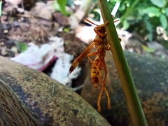 Polistes stigma tamulus
