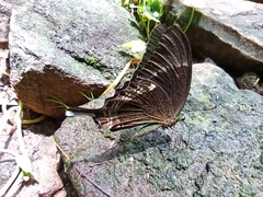 Papilio crino