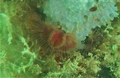Serpula vermicularis