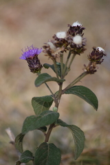Vernonia alamanii