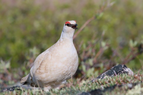 Rock Ptarmigan