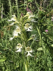 Platanthera praeclara
