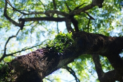 Bulbophyllum lepidum