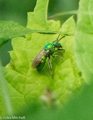 Augochloropsis viridula