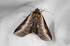 Lophoptera vittigera