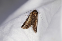 Lophoptera vittigera