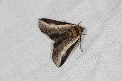 Lophoptera vittigera