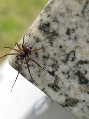 Philodromus aureolus