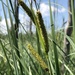 Carex acutiformis - Photo (c) Samuel Brinker, μερικά δικαιώματα διατηρούνται (CC BY-NC)