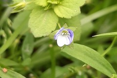 Veronica persica