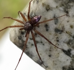Philodromus aureolus