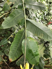 Heliconia hirsuta