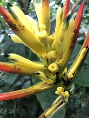 Heliconia hirsuta