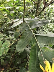 Heliconia hirsuta