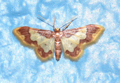 Idaea basinta