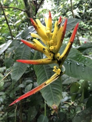 Heliconia hirsuta