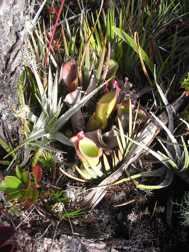 Heliamphora nutans