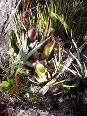 Heliamphora nutans
