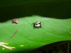 Micrathena patruelis