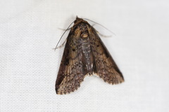 Lophoptera vittigera