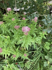 Eupatorium cannabinum