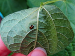 Brachiacantha ursina