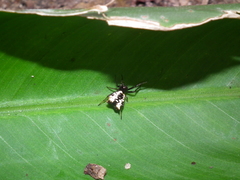 Micrathena patruelis