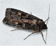 Actebia fennica