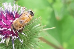 Apis mellifera