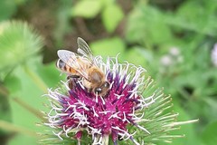 Apis mellifera