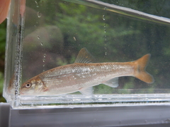 Campostoma spadiceum