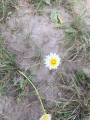Taraxacum leucanthum