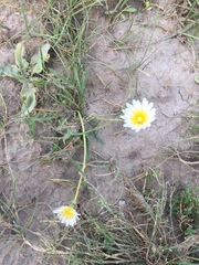 Taraxacum leucanthum