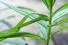 Ctenoplusia oxygramma