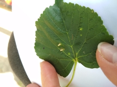 Eriophyes tiliae
