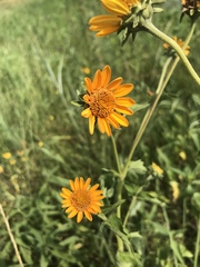 Tithonia rotundifolia