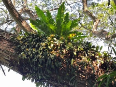 Bulbophyllum vaginatum