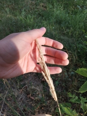 Calamagrostis epigejos