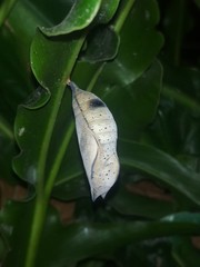 Doleschallia bisaltide